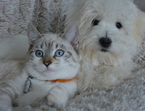 Chiens-Chats